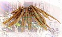 Fingerroot (Boesenbergia rotunda) Chinese ginger