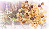 Hazelnuts Natural