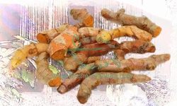 Yellow Turmeric (Curcuma Longa)
