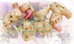 Galangal, Blue Ginger, Laos