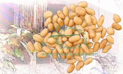 Peanuts King Size Unsalted