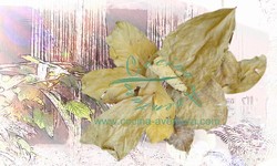 Indonesian Bay Leaf (Daun Salam)