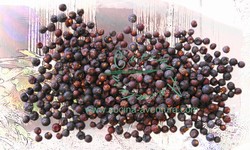 Juniper Berries