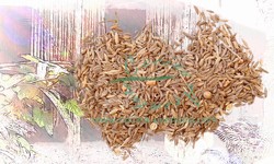 Caraway Seed