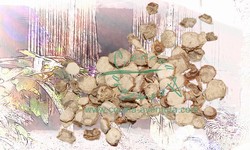 Kencur, Sand Ginger (Kaempferia Galanga)