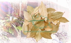 Bay Leaf