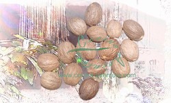 Nutmeg Whole