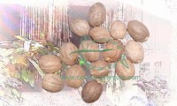 Nutmeg Whole