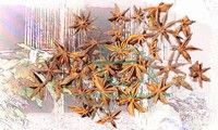 Star Anise Whole