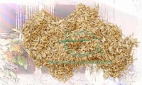 Fennel Seed